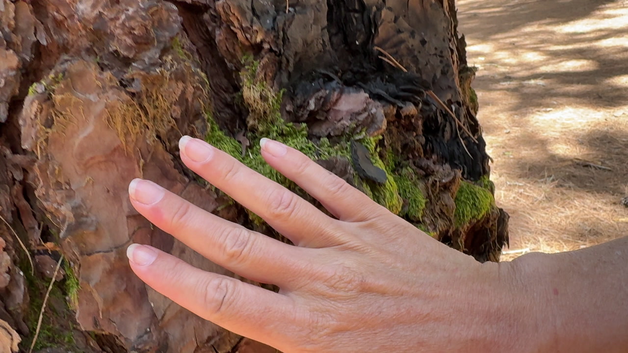 Close up of a female hand gently caressing the rough bark of a pine tree in a sunlit forest