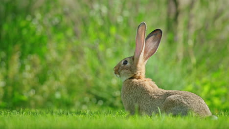 rabbit in a grassy field