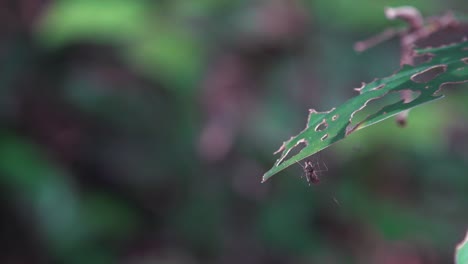 Close-Shot-of-a-Mosquito-Resting-on-a-Leaf