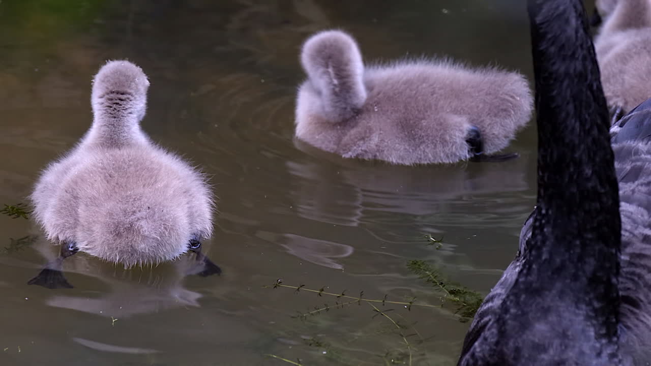 Cygnets, baby black swans swimming in a lake under the watchful eyes of adults - close up