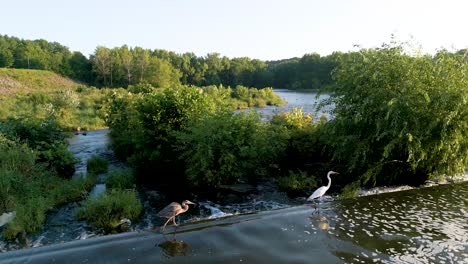 Aerial-orbit-of-Egret-and-Heron-walking-and-flying-on-spillway-at-Hoover-Dam,-Ohio