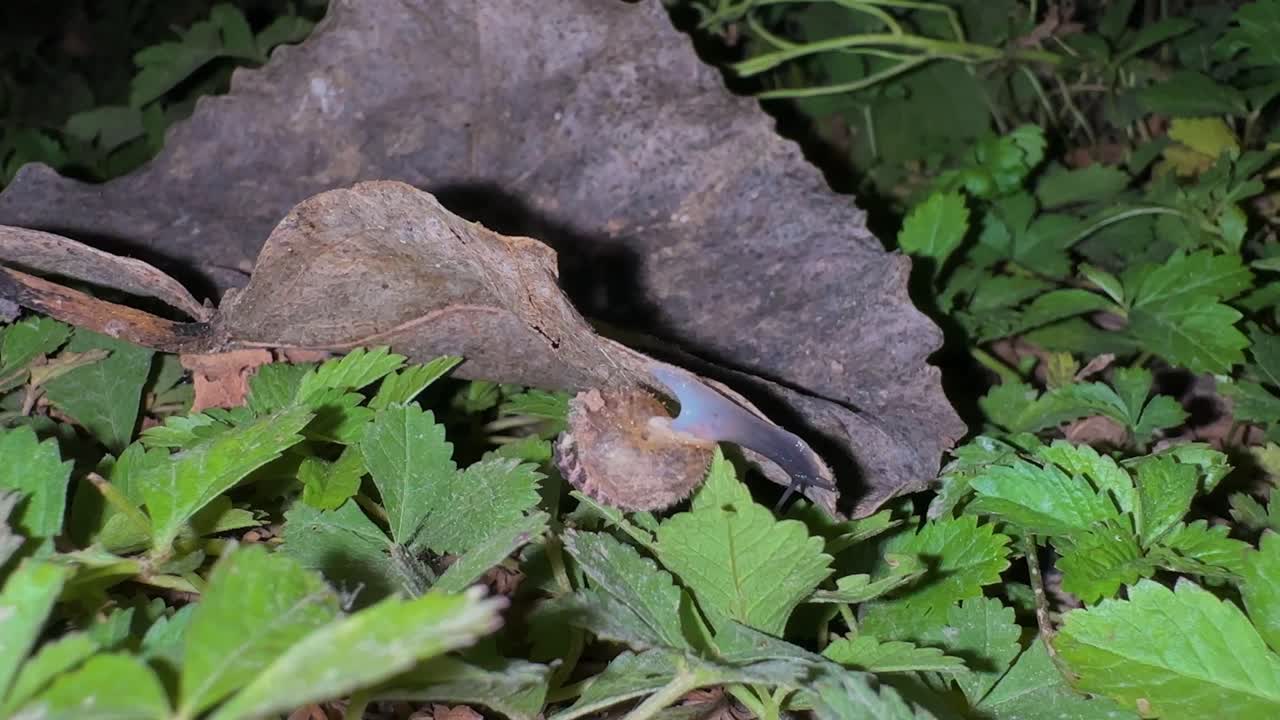 firefly nymph larvae insect crawl in forest ground night leaves green macro landscape arthropod nocturnal animal beetle bug emitting entomology glow glowworm invertebrate nature outdoor wildlife