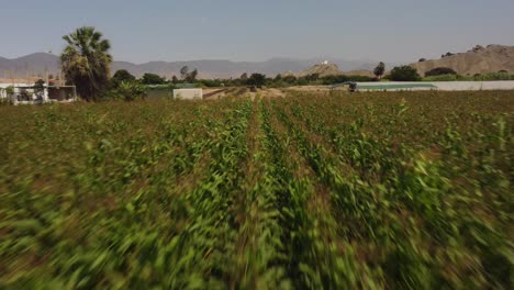 drone flying fast above a corn field