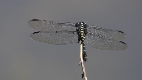 the common flangetail dragonfly is commonly seen in thailand and asia