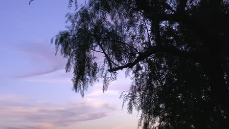 Un-árbol-De-Pimienta-Californiano-O-Schinus-Molle-Contra-El-Cielo-De-La-Tarde