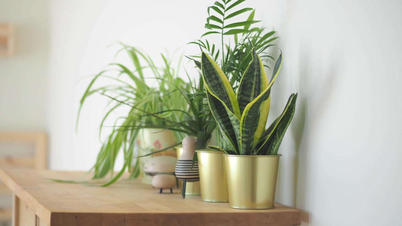 Potted Snake Plant and Green Houseplants on a Wooden Shelf