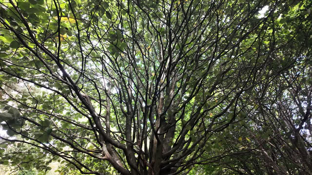 Tree branches and green foliage creating a natural canopy, viewed from a low angle