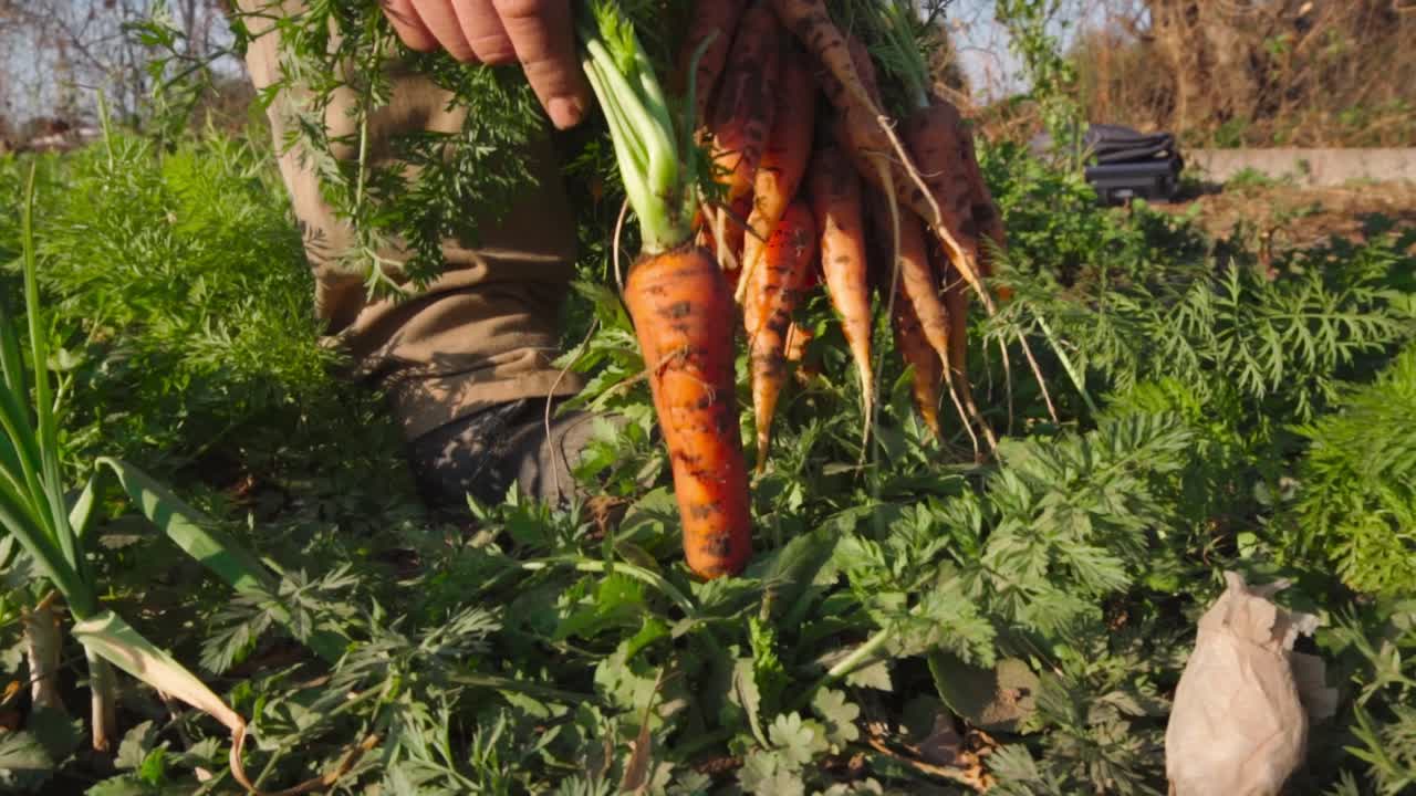 man pulling a carrots out of the ground in an organic garden in slow motion