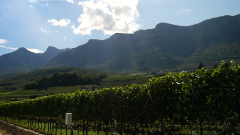 rural landscape showing beautiful alps and italian vineyard fields during beautiful summer day