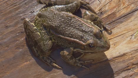 Close-up-shot-of-big-frog-sitting-on-wood-in-nature-wilderness