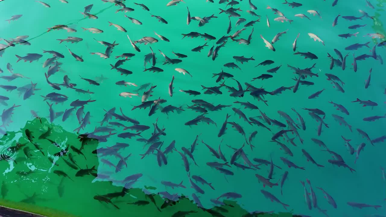 표면 근처에서 먹이를 기다리는 물고기