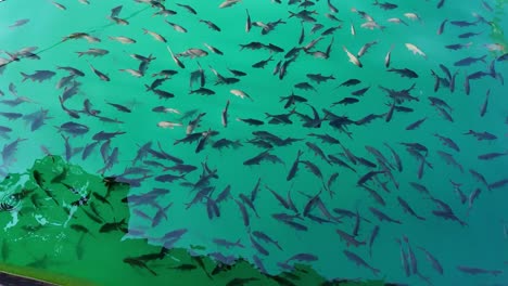 peces que nadan cerca de la superficie esperando ser alimentados