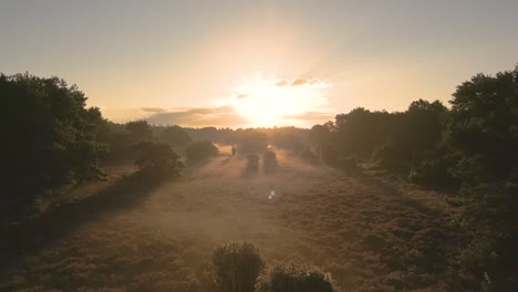 sunrise over a misty heath landscape