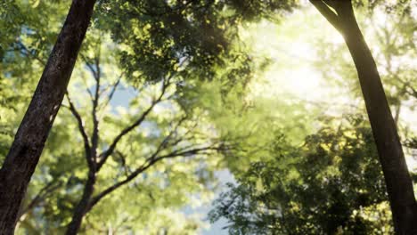 bosque de alerces con luz solar y sombras al amanecer
