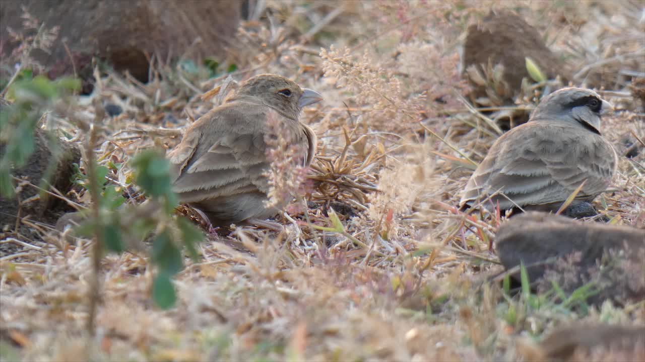Bird in India ...Bird in India ...