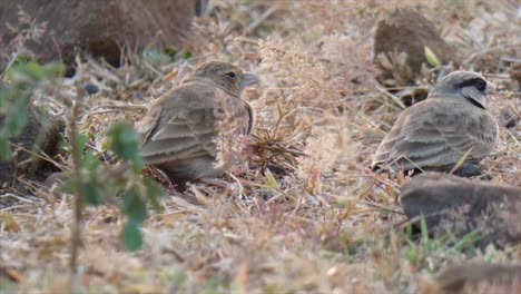bird in india ...bird in india ...