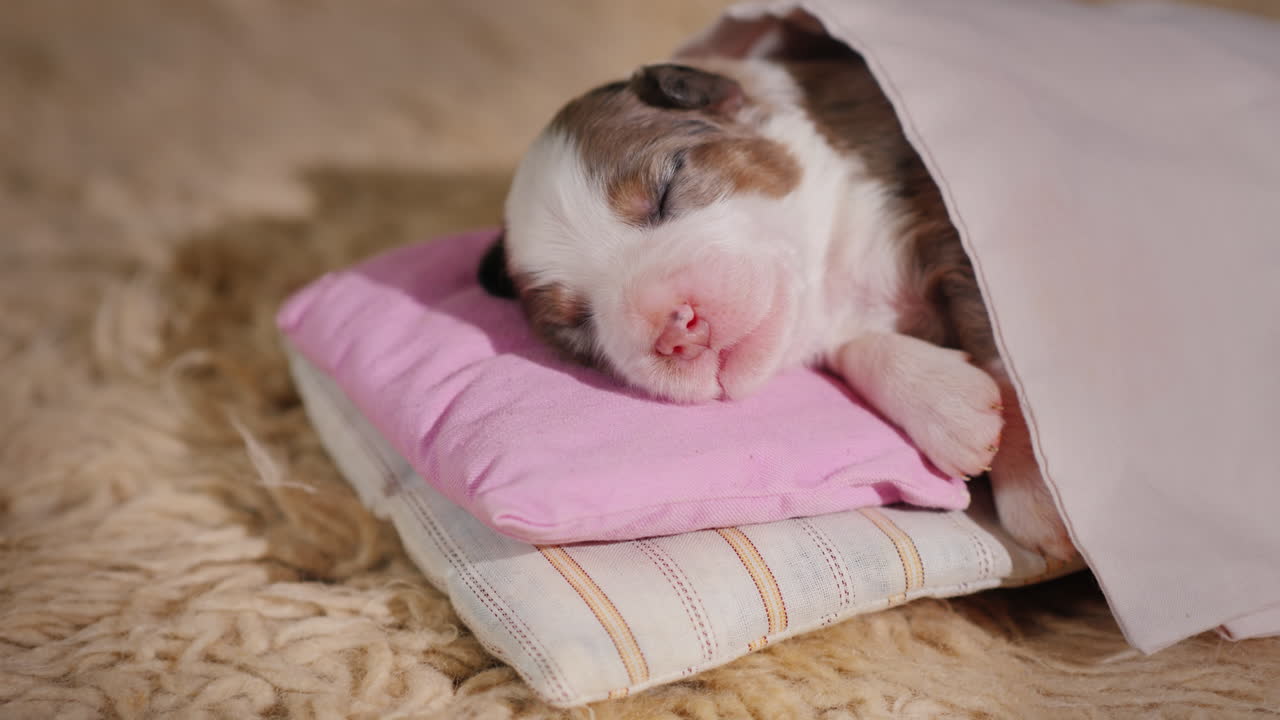 귀여운 신생아 강아지는 침대에서 잔다 01