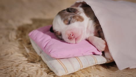 cute newborn puppy sleeps in bed 01