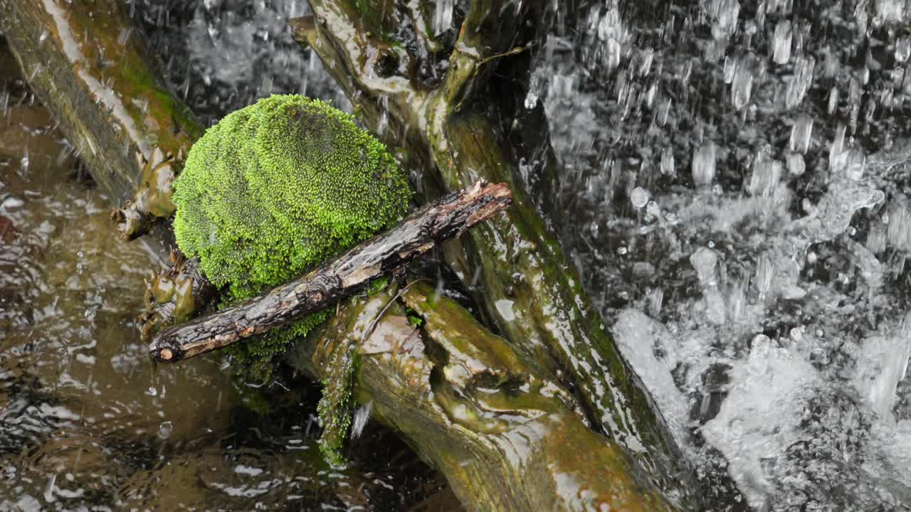 Small moss on branch under waterfall, slow motion close-up nature scene