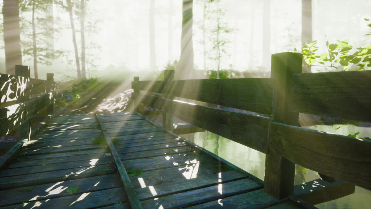 숲의 나무 계단은 두꺼운 안개에 사라졌다