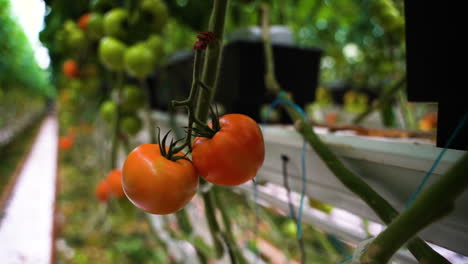 tomates maduros rojos que crecen en un invernadero industrial en bélgica, vista en movimiento