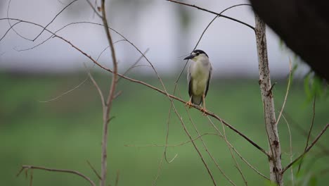 black crowned night heron resting on tree in morning