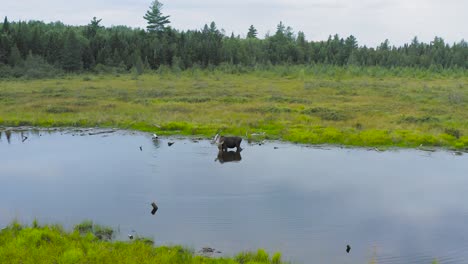 moose drinks from edge of river within marsh wilderness