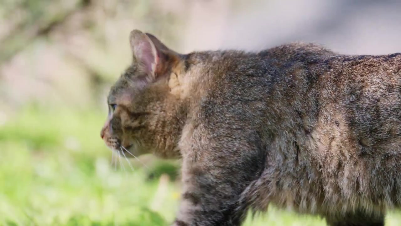 Gatto soriano che annusa ed esplora l'erba verde fresca in un ambiente naturale