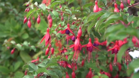 Kamerafahrt-Von-Rosa-Und-Lila-Fuchsien-In-Voller-Blüte