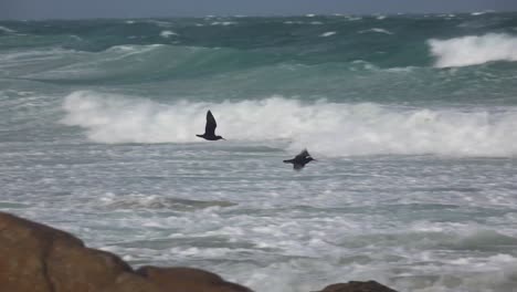 oyster-catchers-flying-along-the-coast