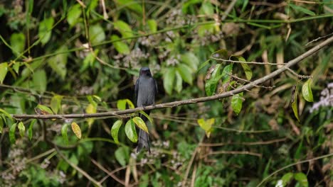 encaramado en la rama buscando insectos alrededor y luego sacude su cuerpo inflando sus plumas, ceniciento drongo dicrurus leucophaeus, parque nacional khao yai, tailandia