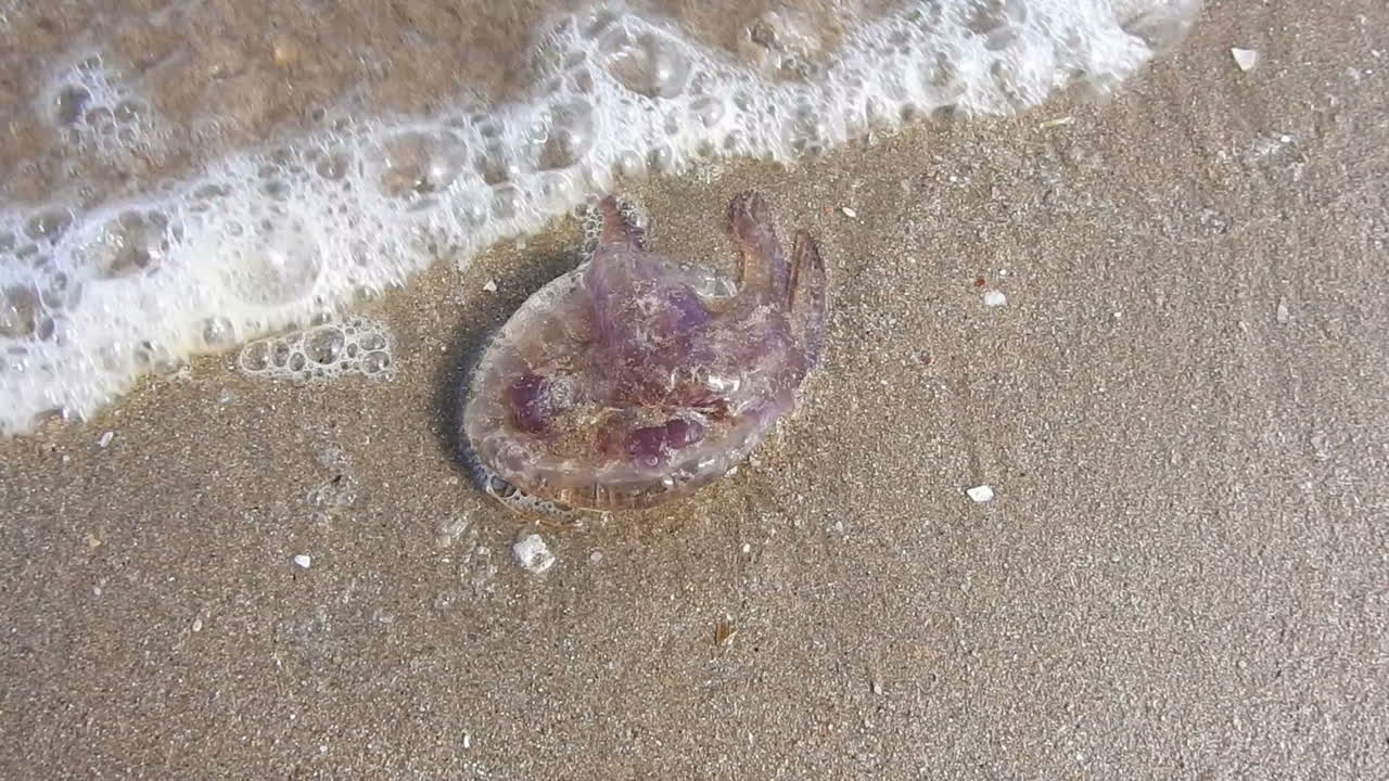una pequeña medusa aurelia aurita, que fue arrojada por las olas en una playa de arena, tarfaya, marruecos