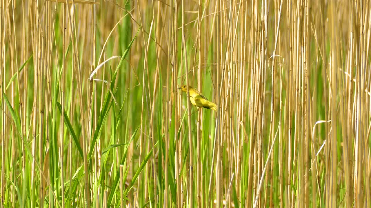 Yellow small bird in tall green and golden grass vegetation fauna North America