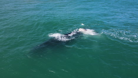 Cría-De-Ballena-Franca-Austral-Atigrada-Empuja-La-Cabeza-Contra-La-Espalda-De-La-Madre