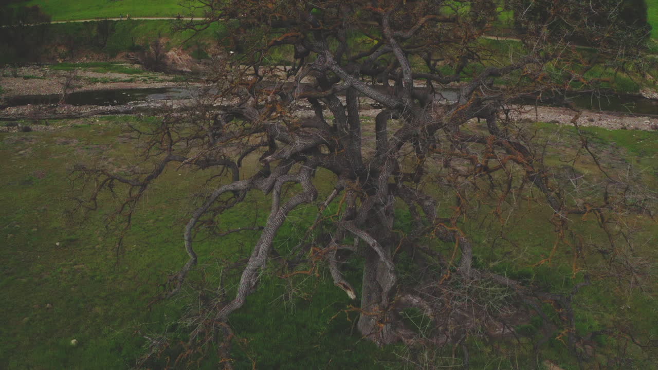 Aerial View of an Ancient Oak Tree by a River