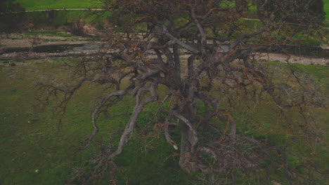 aerial view of an ancient oak tree by a river