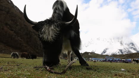 Large-yak-eating-grass-in-the-mountains-of-Nepal,-Himalayas