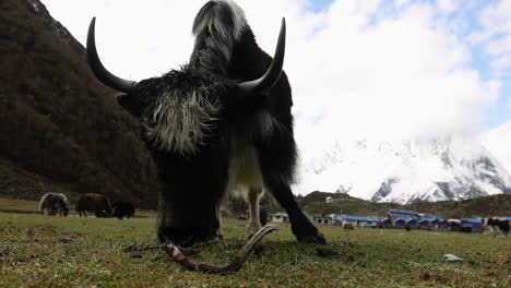 large yak eating grass in the mountains of nepal, himalayas