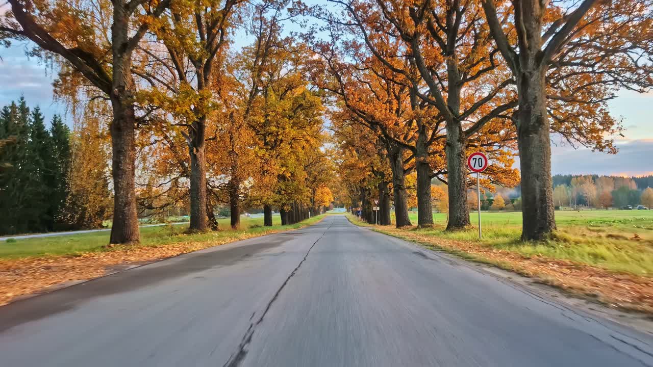 Driving on road passing through a beautiful autumn oak tree alley with vibrant golden leaves