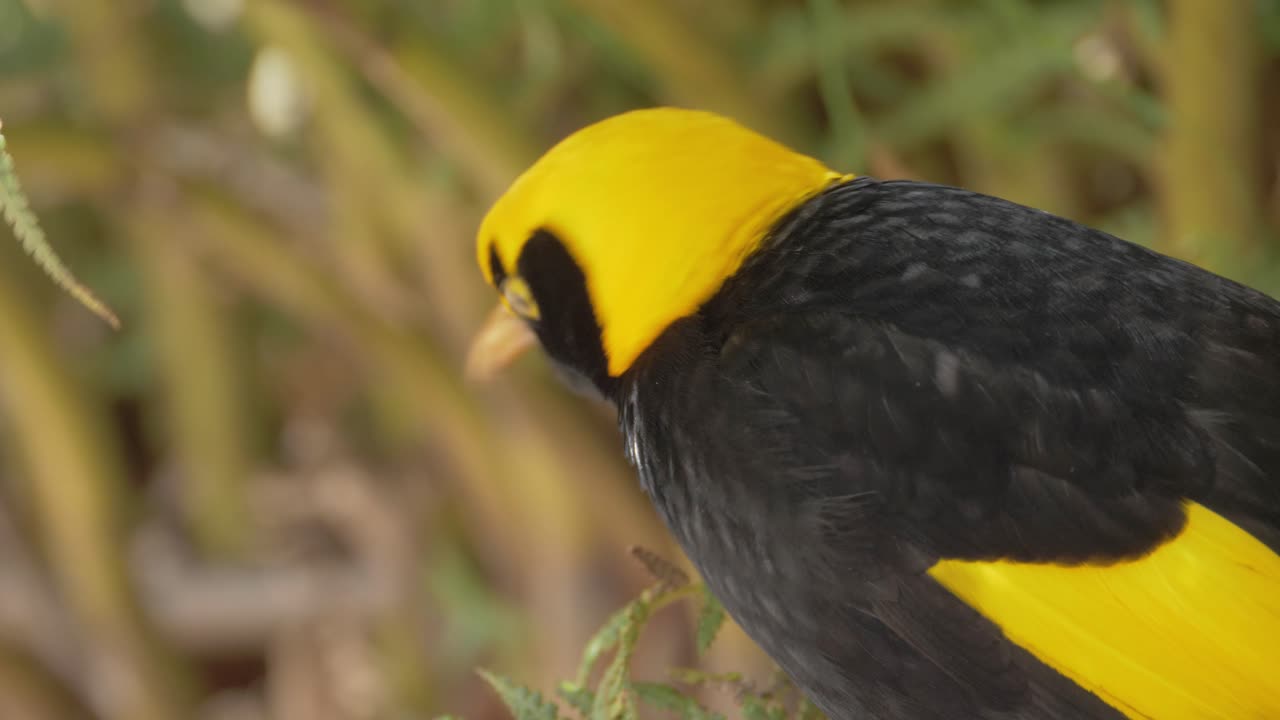 호주 골드 코스트 힌터랜드에 있는 오라일리의 열대우림 휴양지 - 숲에서 주위를 둘러보고 있는 나무에 있는 수컷 섭정 바우어버드