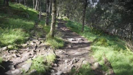 a rocky trail goes up through the forest