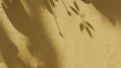 sunlight and leaf shadows on a textured beige wall