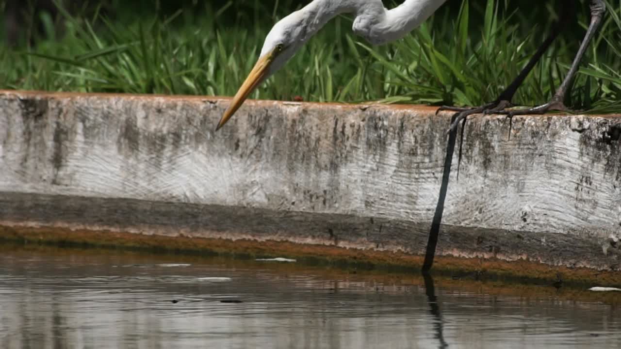 똑똑한 독수리는 천천히 호수에서  한 조각을 잡습니다. 이것은 물고기를 사냥하도록 끌어당니다.