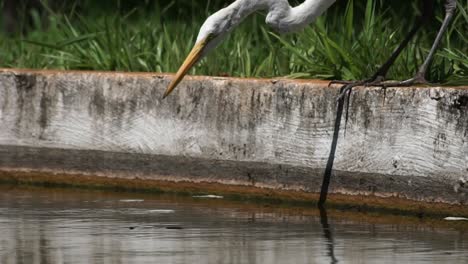 intelligent egret slowly catches a piece of bread in a lake as this attracts fish to hunt