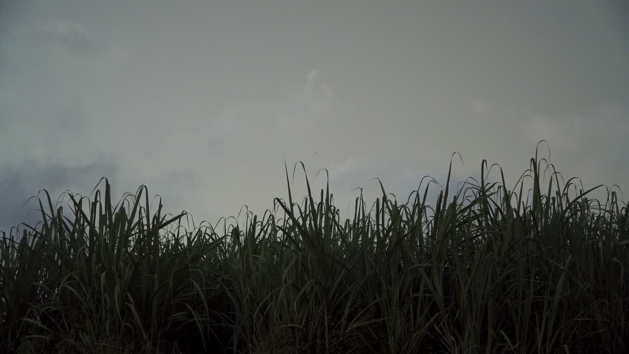 흐린 배경으로 바람에 춤을 추는 사탕수수 잎