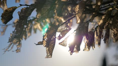 sonne durch gelbe baumblätter im herbst in slowmotion in frankreich europa mit fackeln