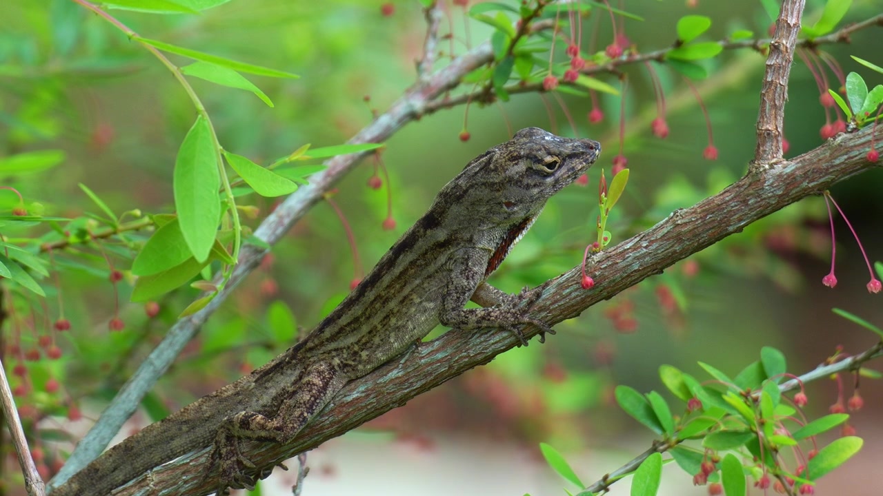 En brun anole (Anolis sagrei) sitter på en gren, nærbilde.