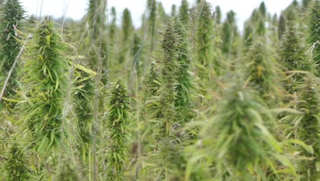 narcotic marijuana plants in agricultural field outdoors