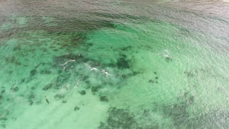 delfines jugando en el agua cerca de una playa rocosa en el sur de australia