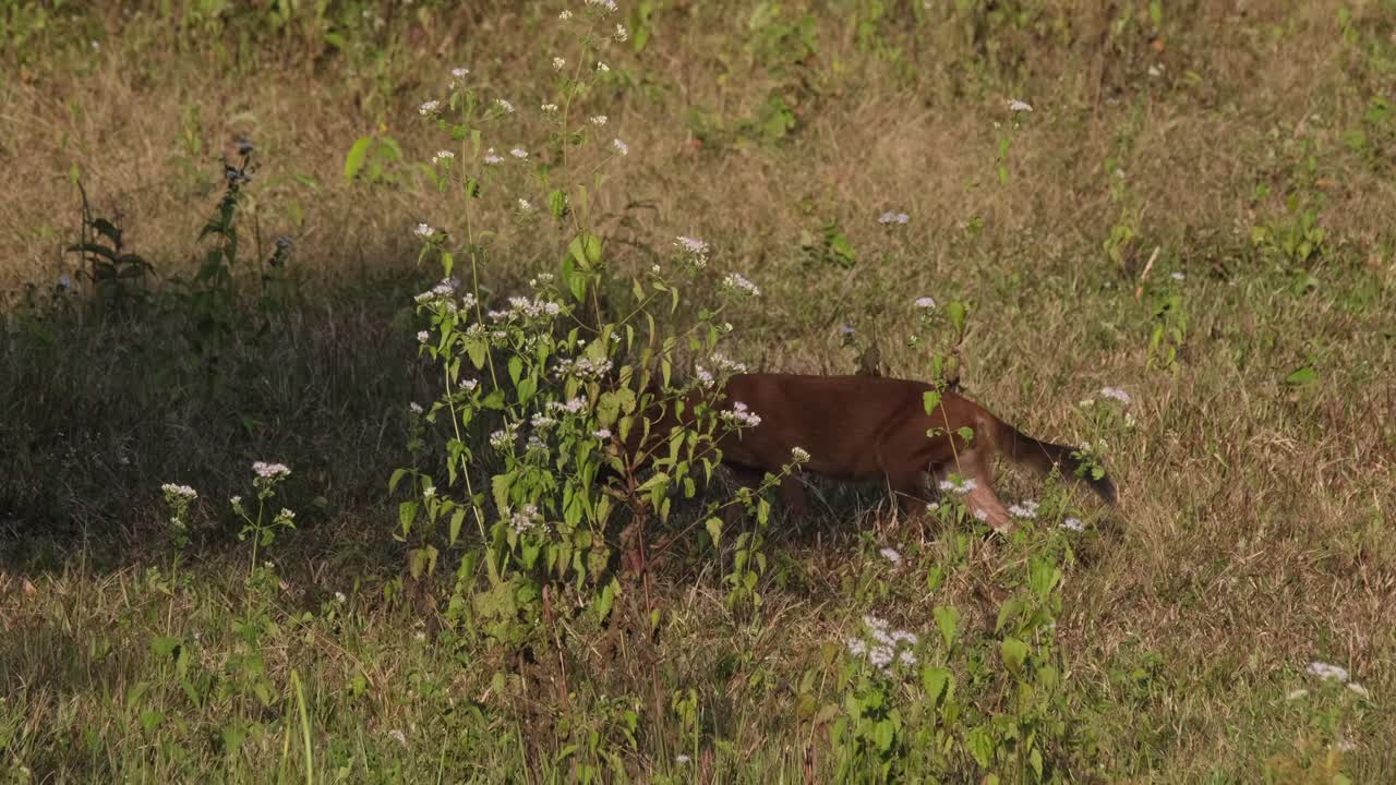 perro silbante cuon alpinus visto de pie y corriendo hacia la izquierda en el parque nacional khao yai, tailandia